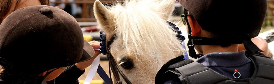 Ecuries Team GM centre Equestre de la meilleraie, les Sorinières proche de Nantes et de Rezé (44) - cours d'équitation, des stages d'initiation ou de perfectionnemment, des randonnées